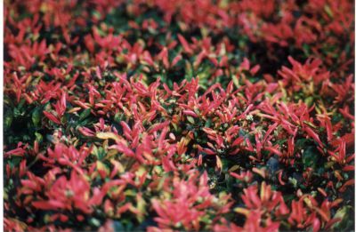 Alternanthera bettzickiana     Deep Red