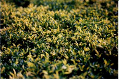 Alternanthera bettzickiana             Green Yellow