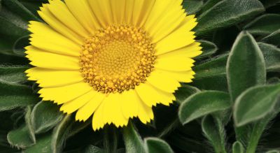 Asteriscus Aurelia Gold Yellow