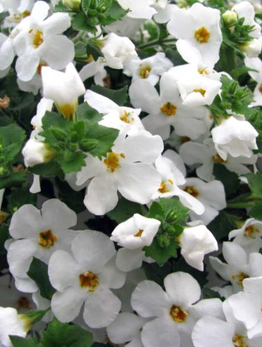 Bacopa Cordata Bahia White Sand