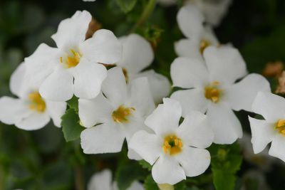 Bacopa Cordata Baja White