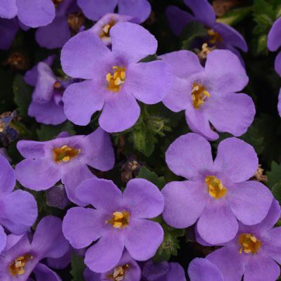 Bacopa Sutera MegaCopa Blue