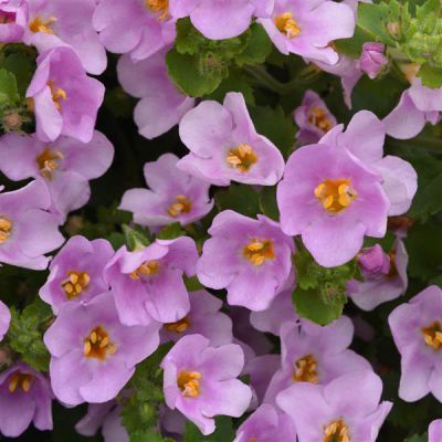 Bacopa Sutera MegaCopa Pink Shine