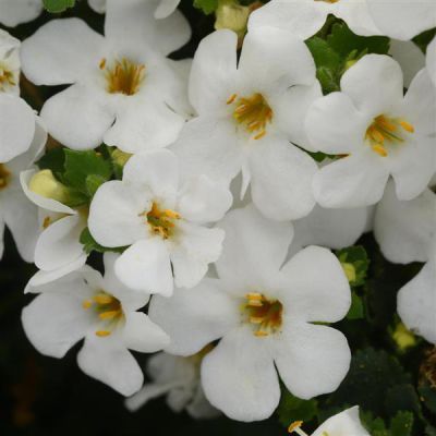 Bacopa Sutera MegaCopa™ Versa White