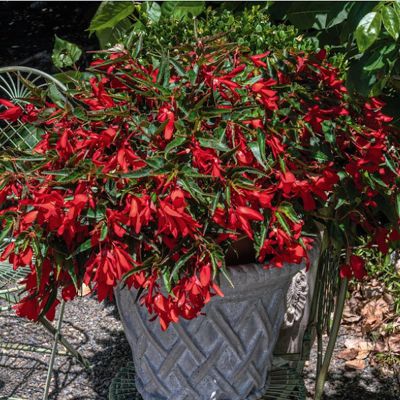 Begonia boliv. Groovy Red