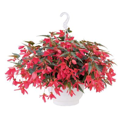 Begonia boliv. Groovy Rose