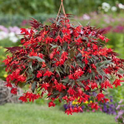Begonia Boliviensis BELLAVISTA Dark leaf Red