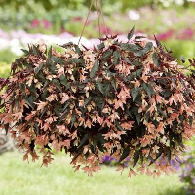 Begonia Boliviensis BELLAVISTA Dark Leaf Salmon