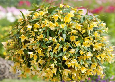 Begonia Boliviensis BELLAVISTA Lemon