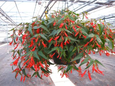 Begonia boliviensis Bonfire Classic