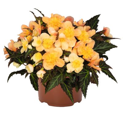 Begonia ICONIA  Aroma Peach (P)