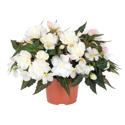 Begonia ICONIA  Bacio White