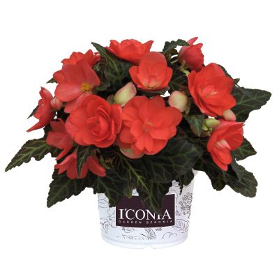 Begonia ICONIA Miss Malibu