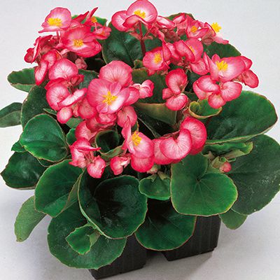 Begonia semp. Juwel F1 Bicolour