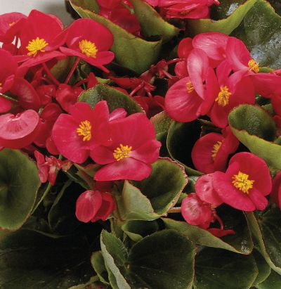 Begonia semp. Juwel F1 Scarlet