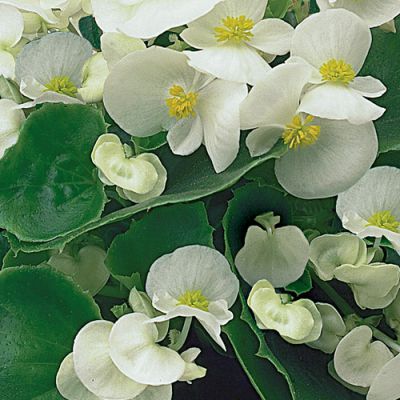 Begonia semp. Juwel F1 White