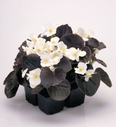 Begonia semp. New Globe F1 White