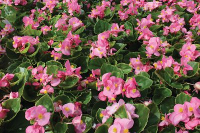 Begonia semp. Quick F1 Pink