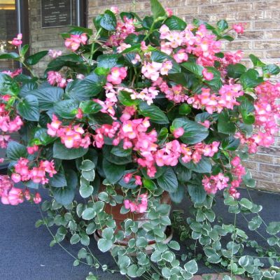 Begonia x hyb. Dragon Wing Pink