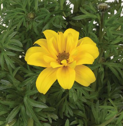 Bidens ferulifolium Sixbi Gold
