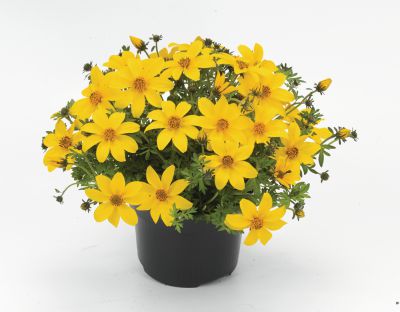Bidens ferulifolium Yellow Charm