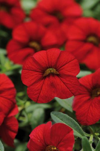 Calibrachoa Cabaret Early Bright Red