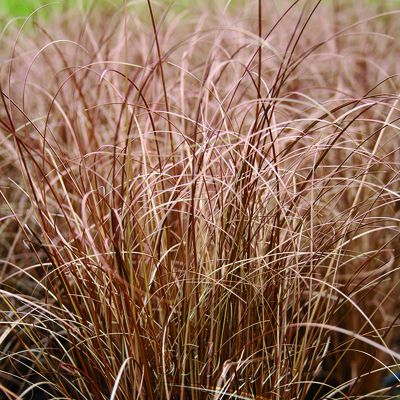 Carex comans Bronco