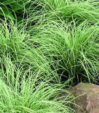 Carex comans Mint Curls