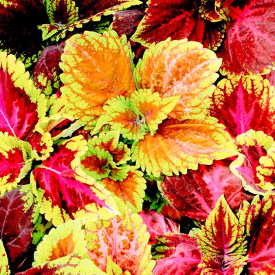 Coleus Kong Mix