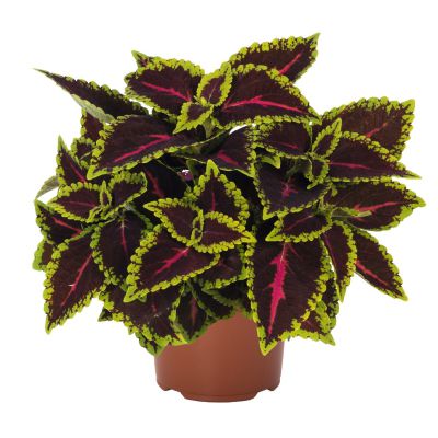 Coleus Main Street Alligator Alley