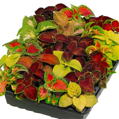 Coleus x hybrida Wizard Mix