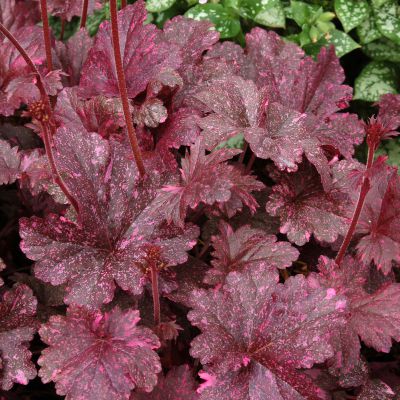 Heuchera  Midnight Rose