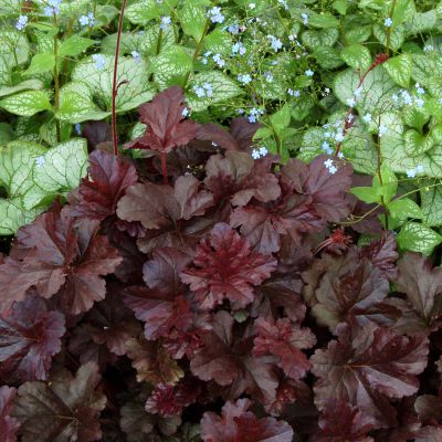 Heuchera HEUC Obsidian