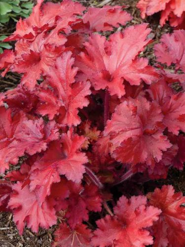 Heuchera Red Fury