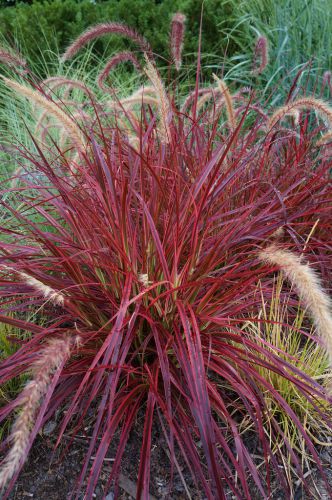 Pennisetum x advena Fireworks
