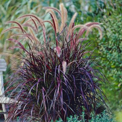 Pennisetum x advena Rubrum