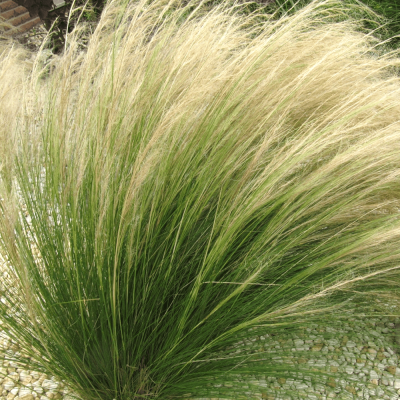 Stipa tenuissima Ponytails