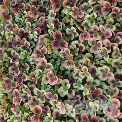 Trifolium Angel Clover Chocolate