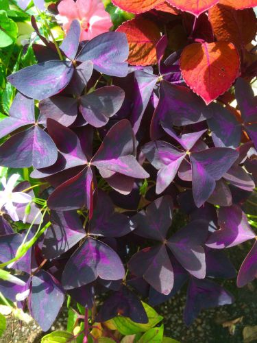 Trifolium Oxalis Dark Form