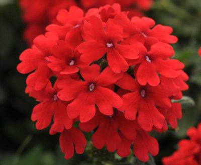 Verbena DRUMS Red